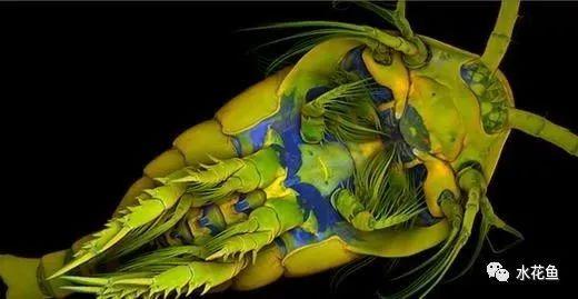 水里的神秘微生物:看一看那些浮游动物浮游植物(藻类)的真面目! - 知乎