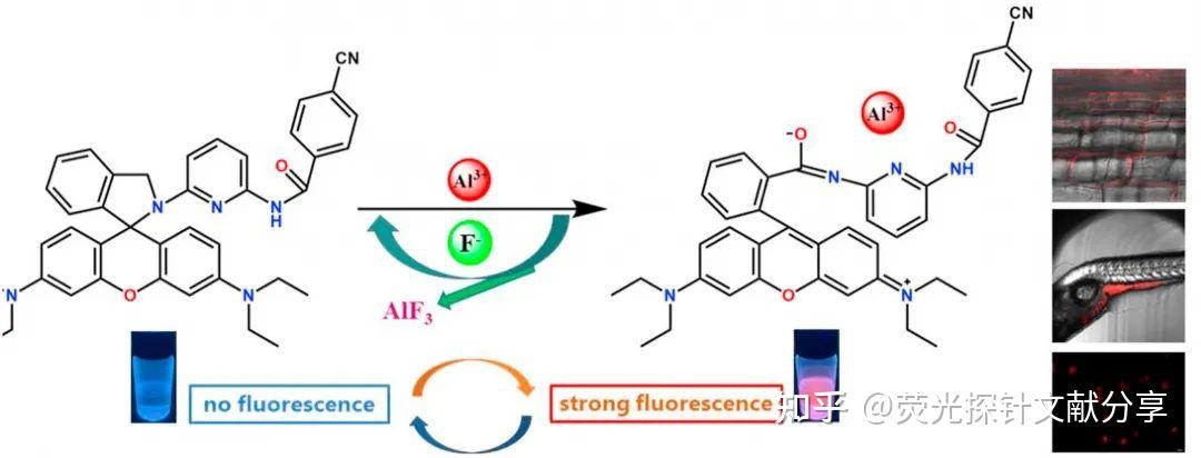基于罗丹明b的检测铝离子的荧光探针