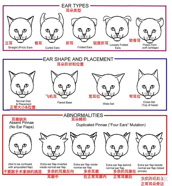 猫咪体型&毛发&身体各部位种类汇编图表 - 知乎