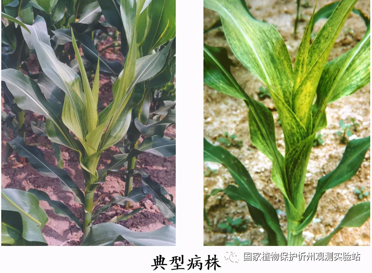 玉米矮花叶病毒