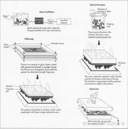 精油 原精萃取方法 知乎