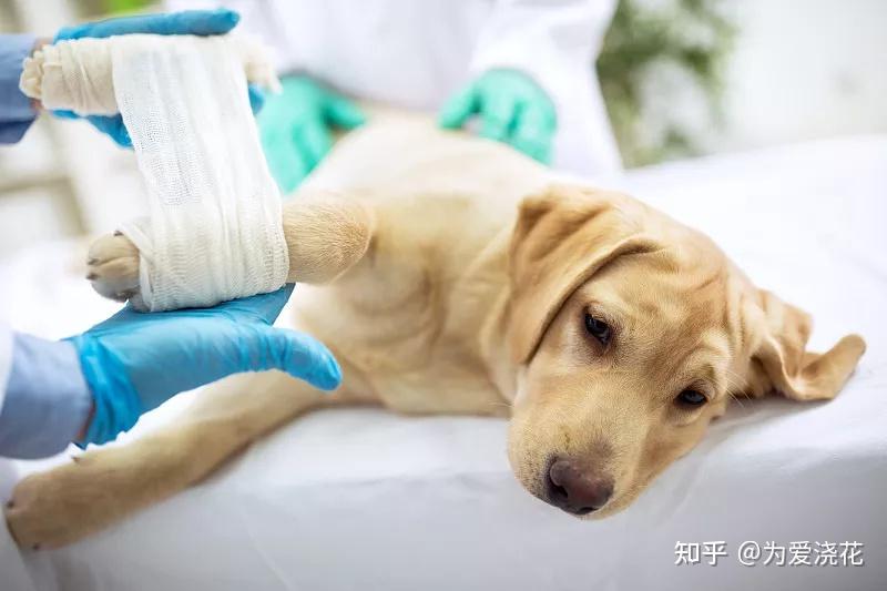 宠物狗被咬伤怎么办 小狗被大狗咬伤怎么办 - 知乎