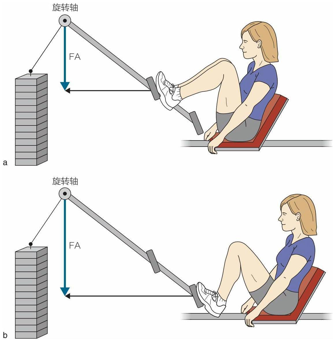 运动生物力学与解剖学：杠杆系统- 知乎