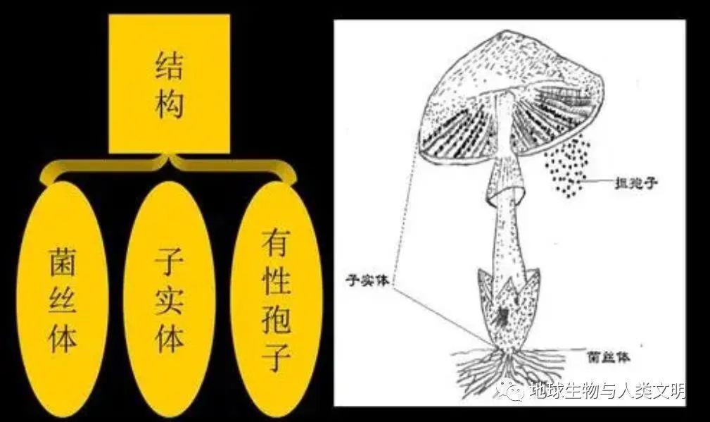 【真菌界全系列-17】真菌界—担子菌门 - 知乎