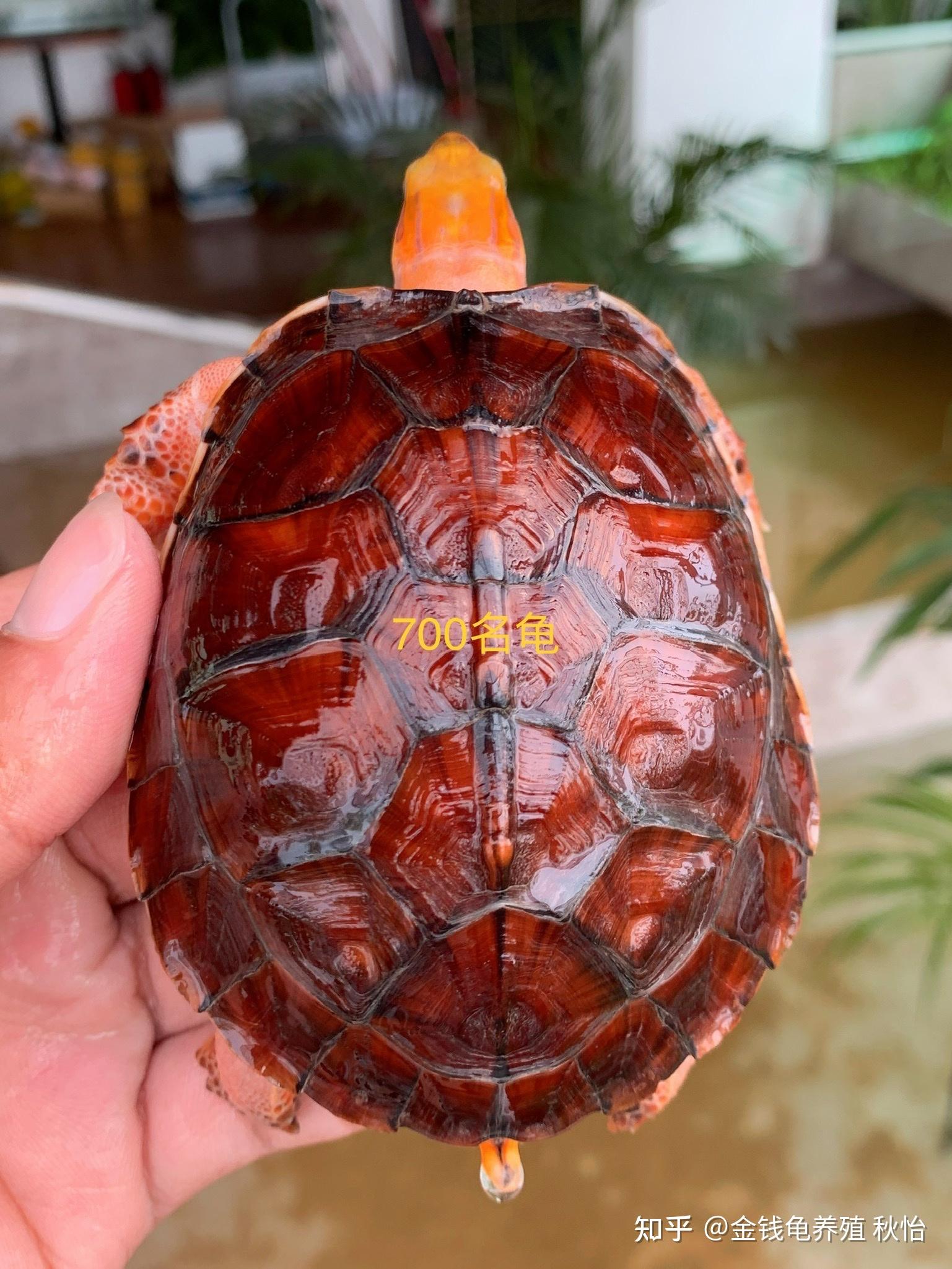 百色闭壳龟,来自名门望族 - 知乎