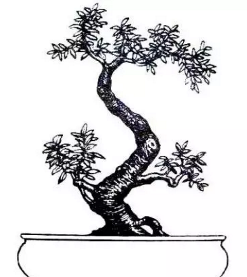 结构分散,侧枝与主枝各自分开,侧枝树冠大于主枝树冠.
