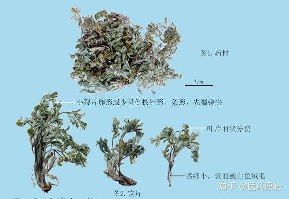 带你识别茵陈 - 知乎