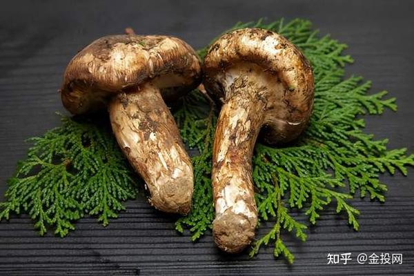 中国4大顶级食材!松茸,在日本甚至被誉为国宝级别的食材 - 知乎