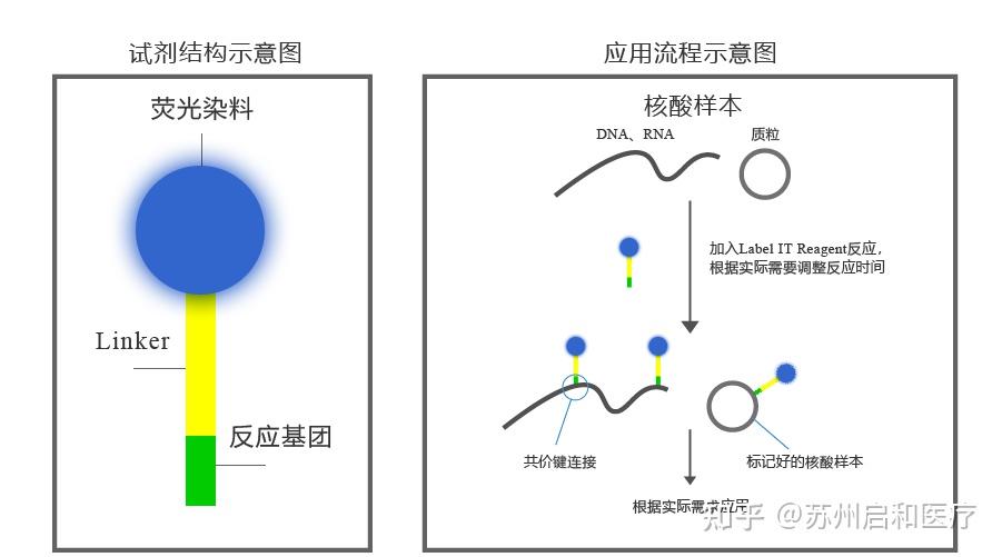 Qihe Nuclic Acid FL Label Reagent 核酸荧光标记试剂盒 - 知乎