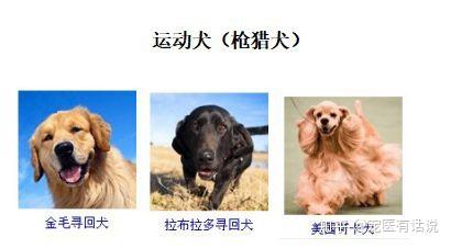 犬品种你知多少？ - 知乎