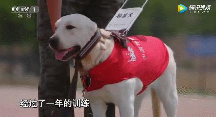 带着导盲犬打车是一种什么体验？ - 知乎