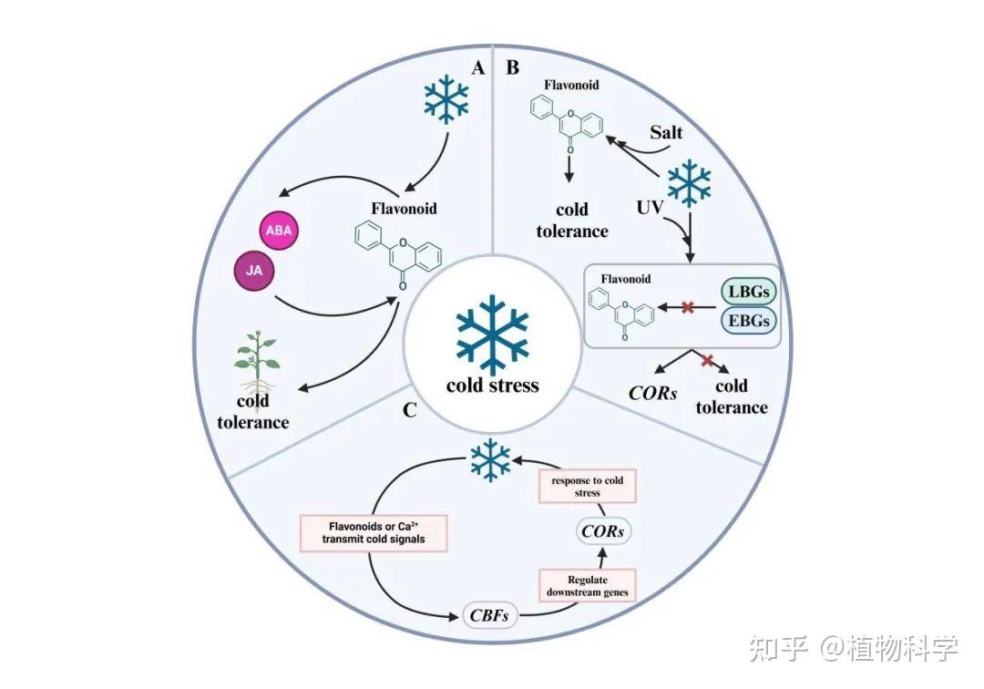 宁夏大学徐伟荣教授团队揭示了黄酮类化合物在园艺作物耐寒性中的关键作用 - 知乎