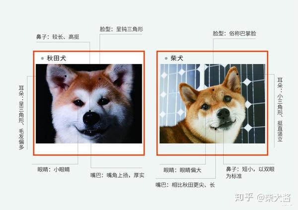 柴犬秋田犬的区别