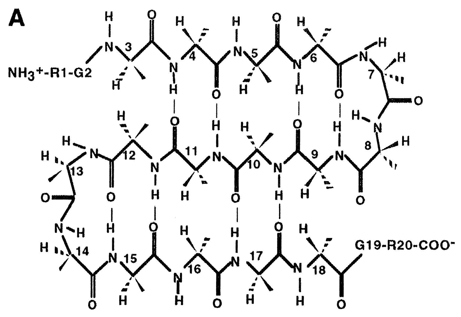 蛋白质结构简图图片