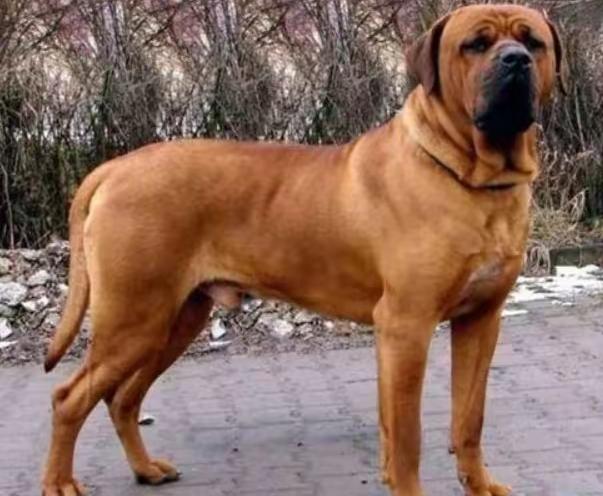 生活中常见的10大烈性犬 - 知乎