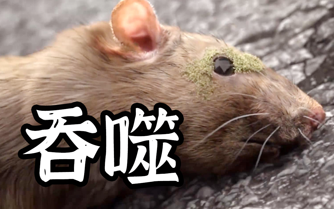日本广岛变异老鼠图片