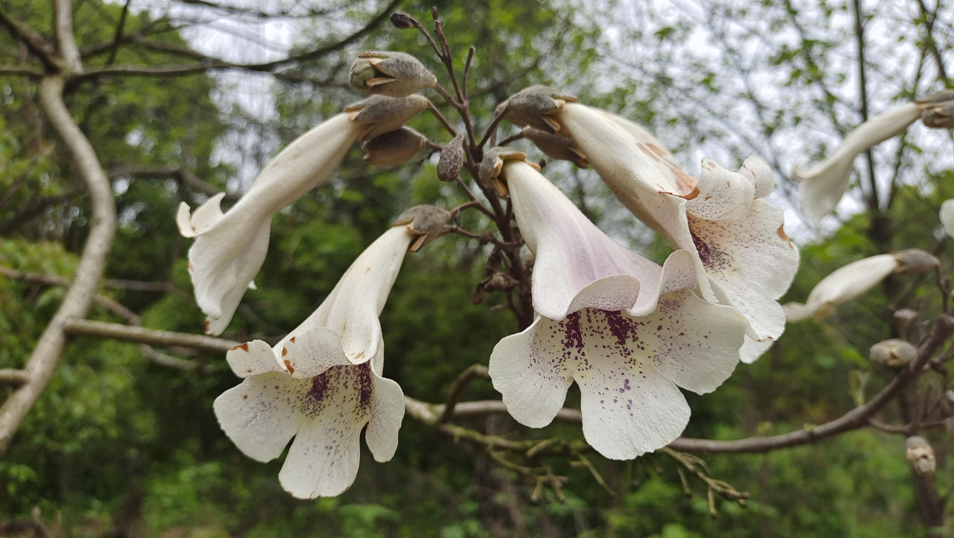 美丽吉安之赏花系列泡桐花开如梦如幻