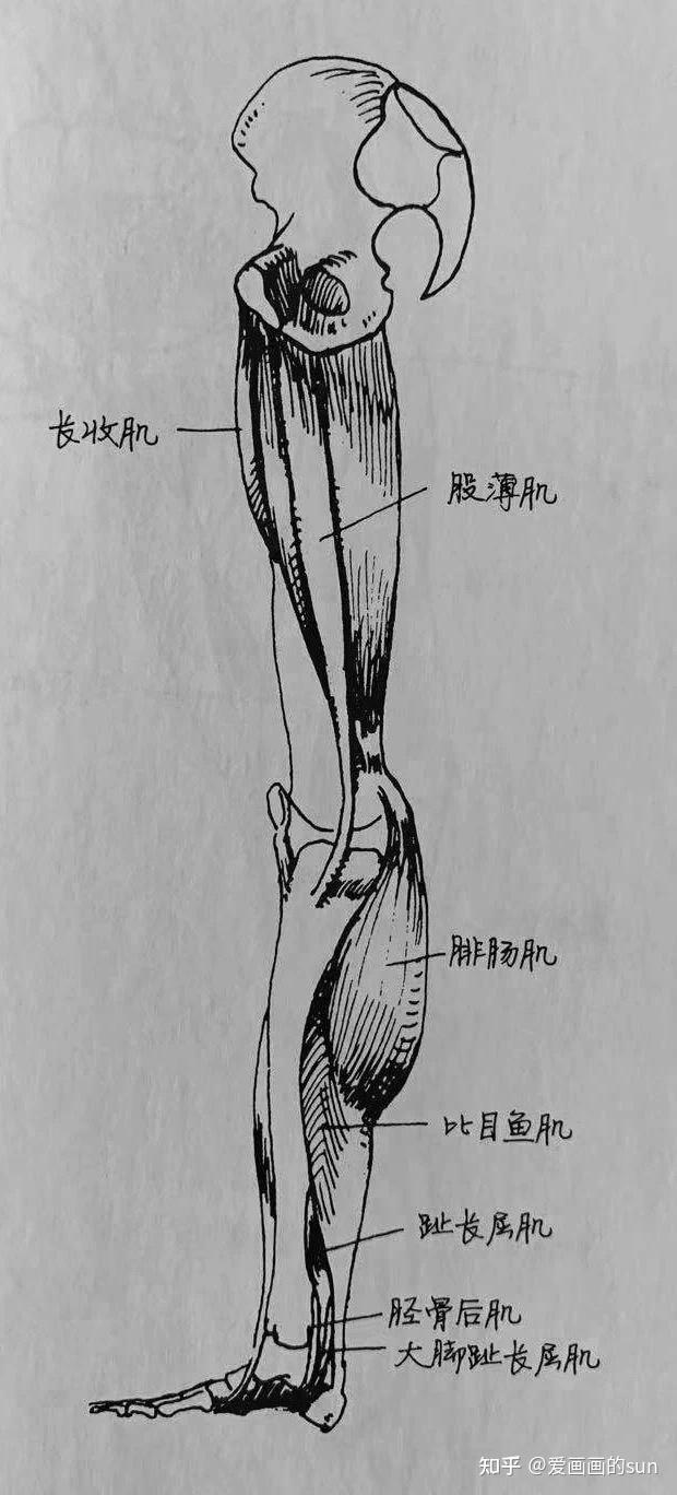 半腱肌和半膜肌起止点图片