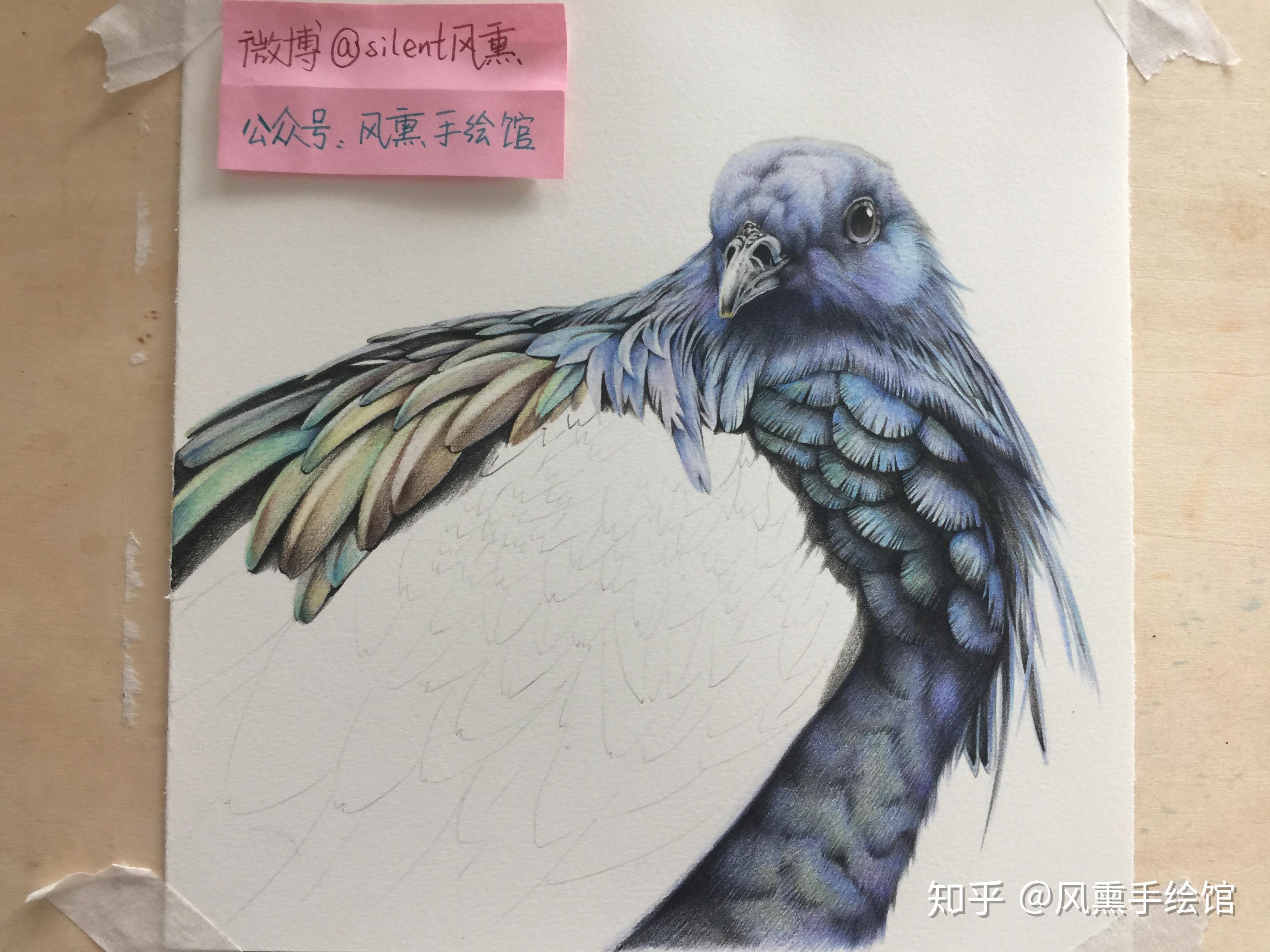 彩铅画动物之《华丽的鹦鹉》|纯艺术|绘画|永远的蓉儿恩心 - 原创作品 - 站酷 (ZCOOL)