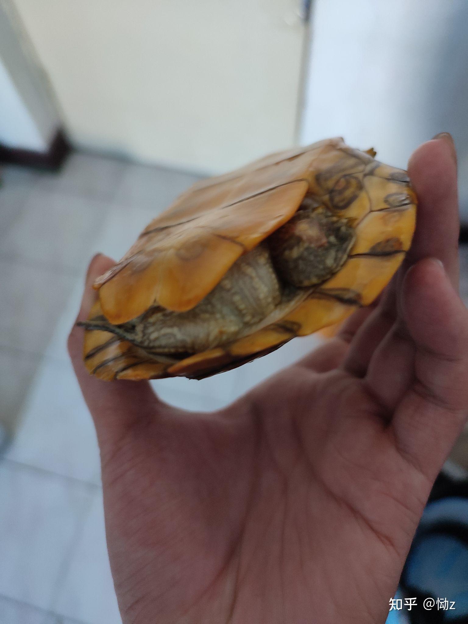 乌龟白皮有什么预兆