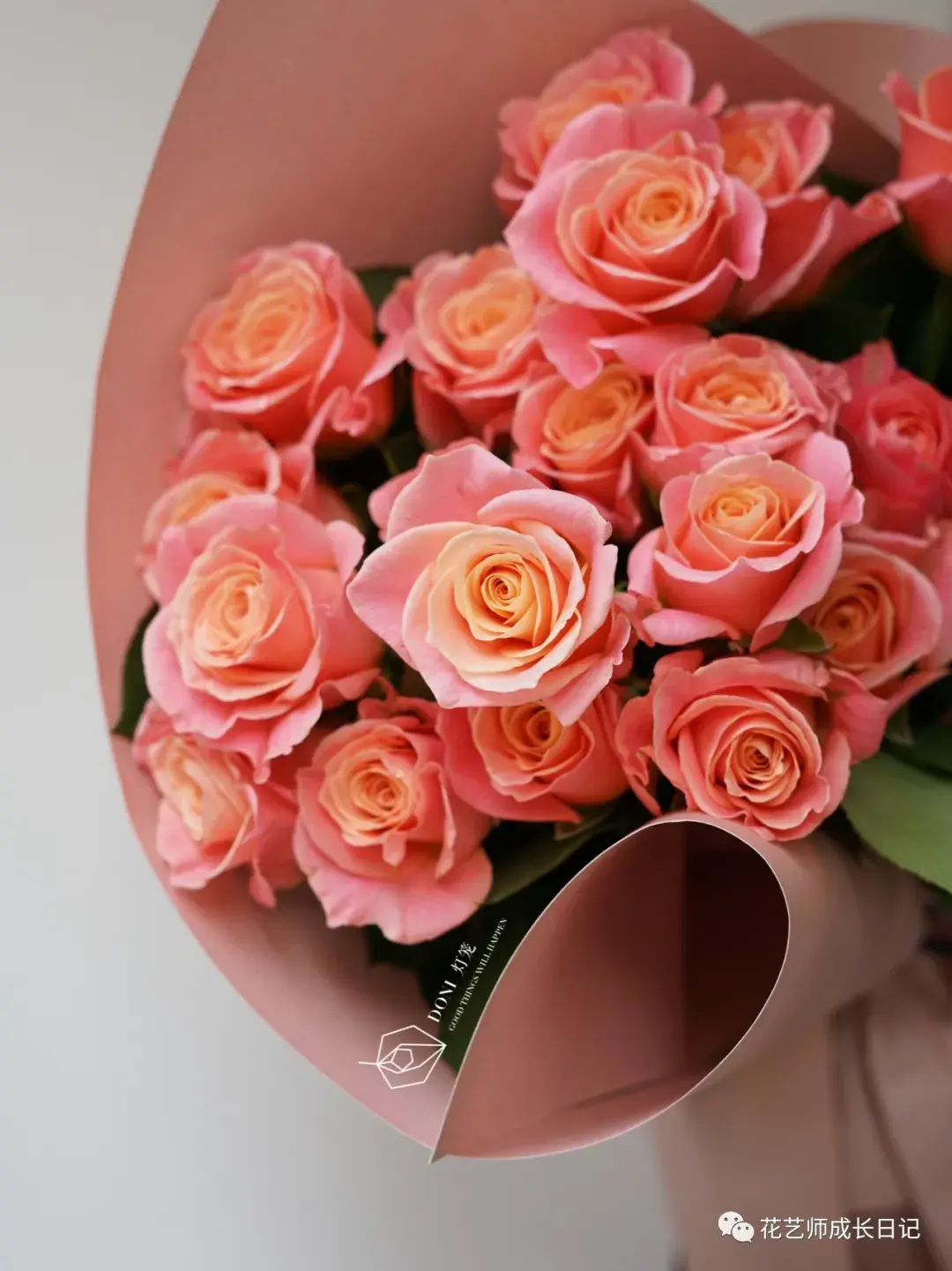 玫瑰图鉴‖猪小姐——一个可爱的名字，一束温柔的花 - 知乎