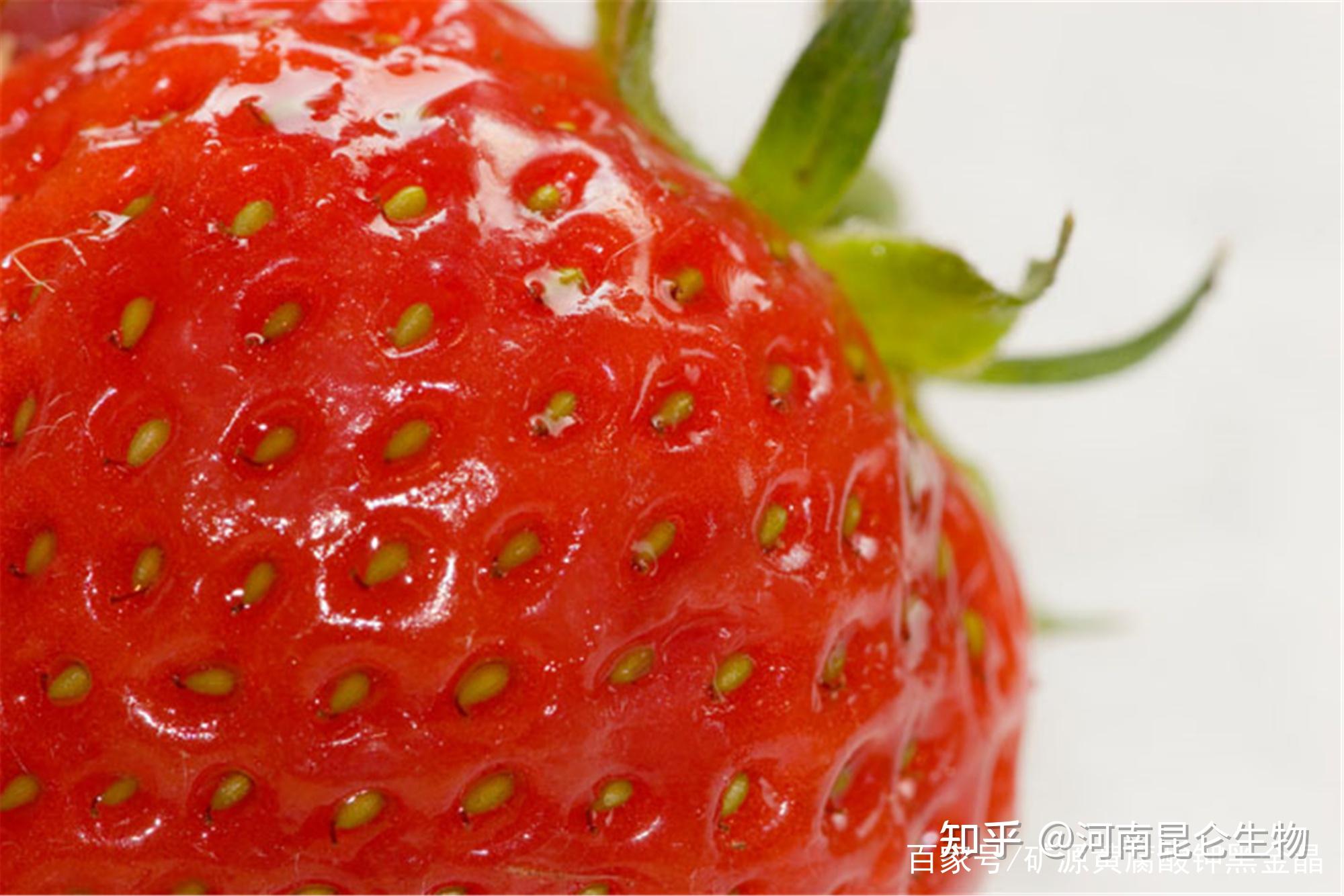 草莓要施什么肥料才可以长得又大又好？施肥时要注意什么事项？