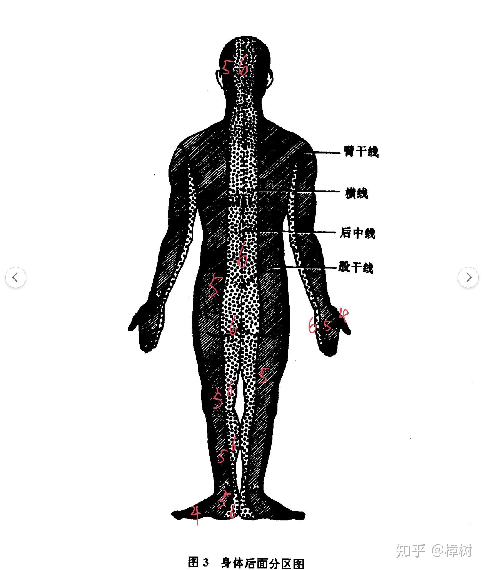 腕踝针针刺方法与病案杂谈