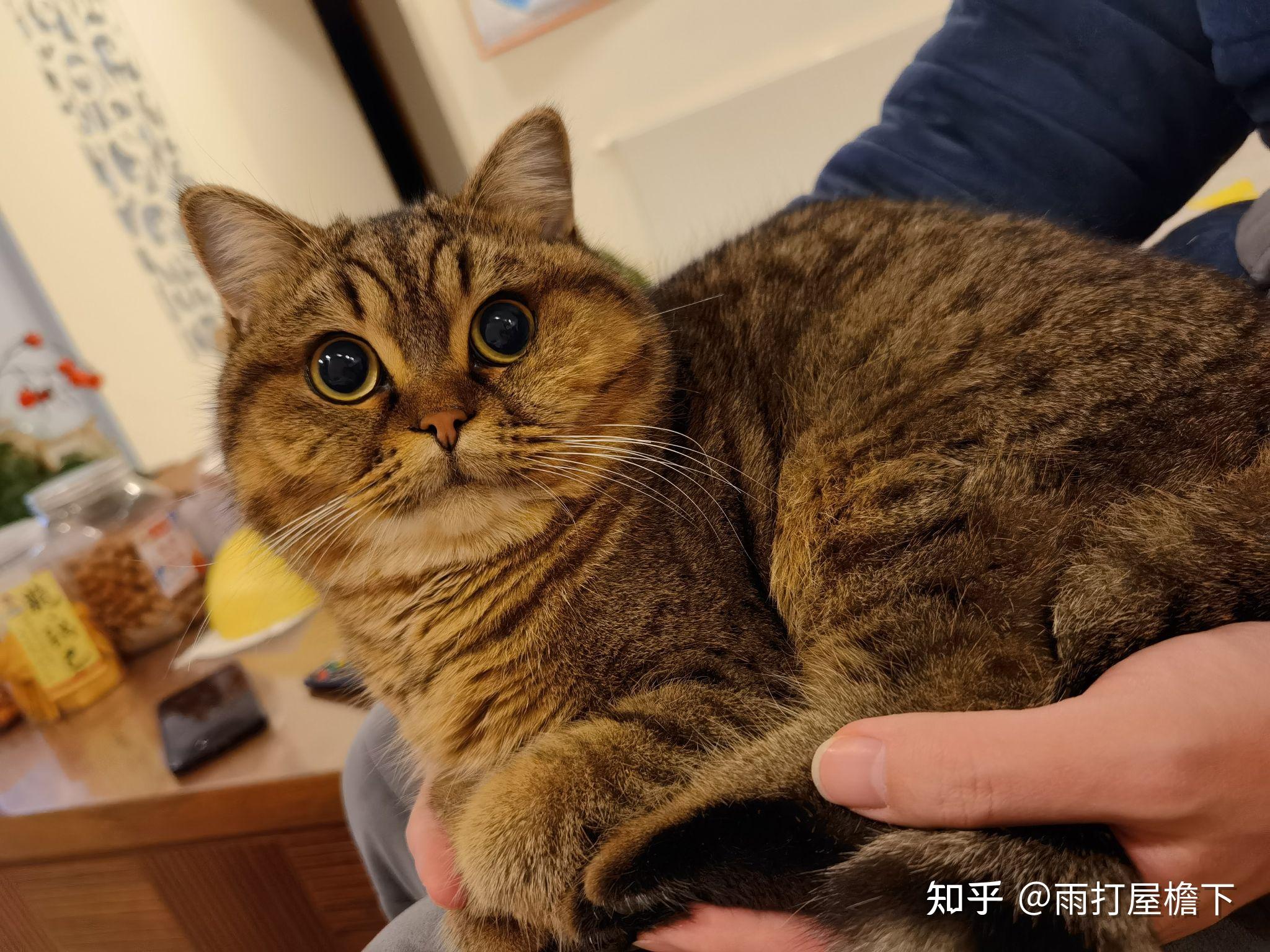 是1500买只金虎斑好,还是花800买只美短比较好? - 知乎