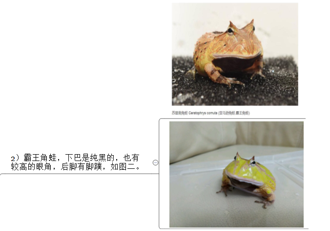 角蛙养角蛙钟角蛙南美角蛙霸王角蛙