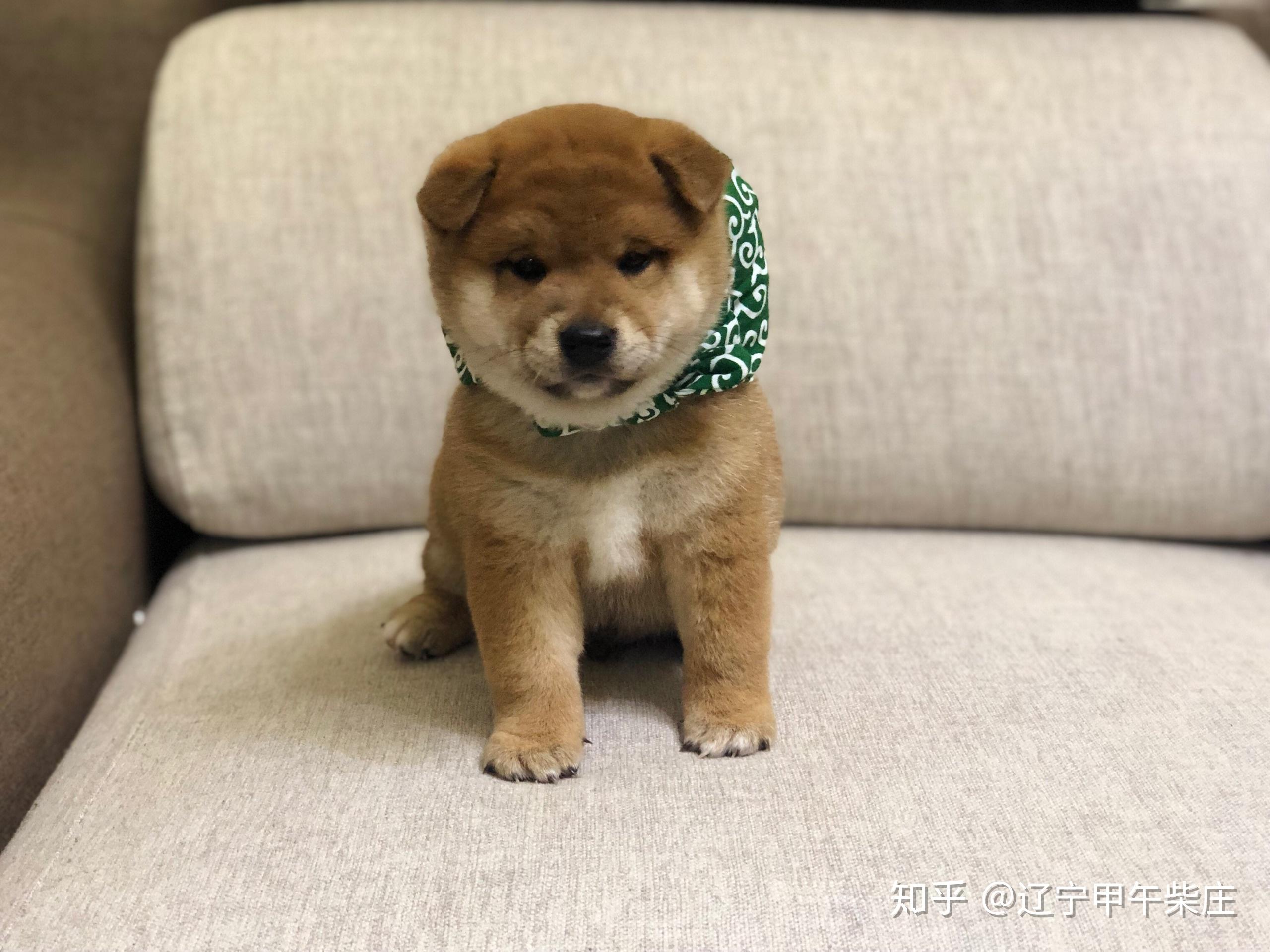 柴犬价格多少钱