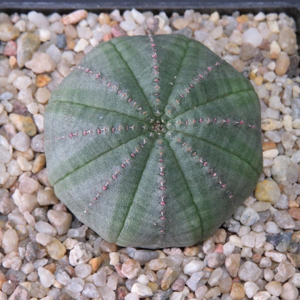 布紋球 euphorbia obesa,大戟科(圖片來源:https://picclick.de/)