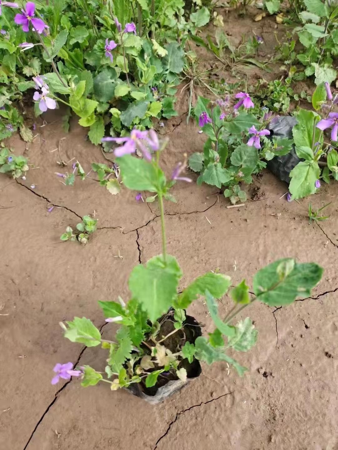 二月兰杯苗养护方法