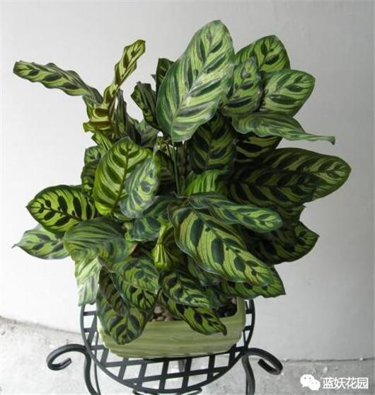 只需做到这4点 养好孔雀竹芋 告别黄叶枯萎 知乎