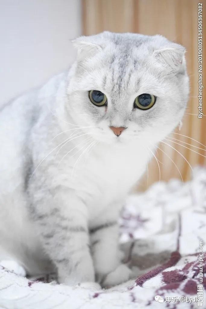 十二星座专属宠物猫属于你的是哪一只