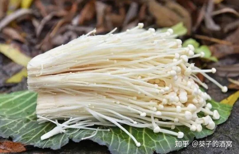 才知道,原来云南的菌子还有人工养殖和野生的区别 - 知乎