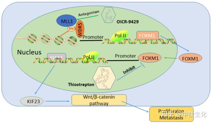 新发现wdr5foxm1kif23wntβcatenin轴促进乳腺癌的发展