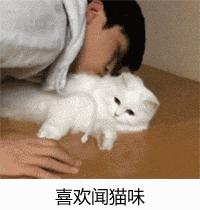 为什么沦为猫奴这才是吸猫成瘾的真正原因