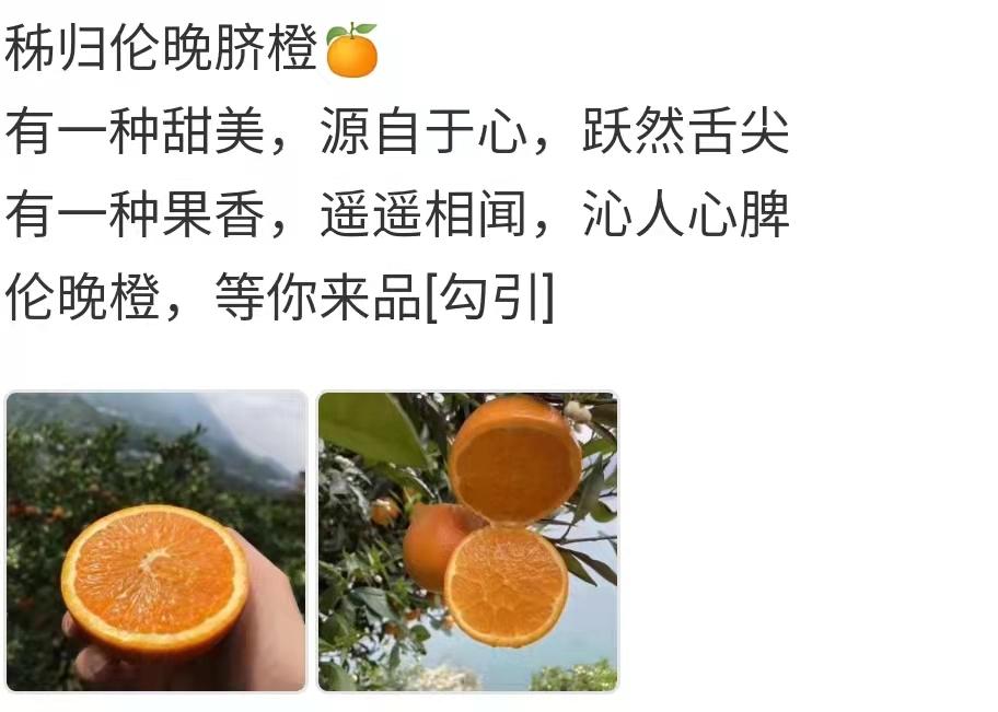 水果文案:水果秭归橙文案,水果秭归橙文案示例