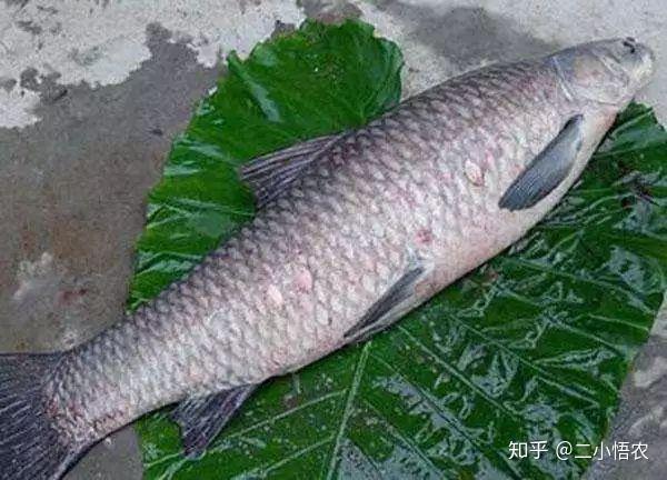 青鱼是怎么养殖的?如何年过百万? - 知乎