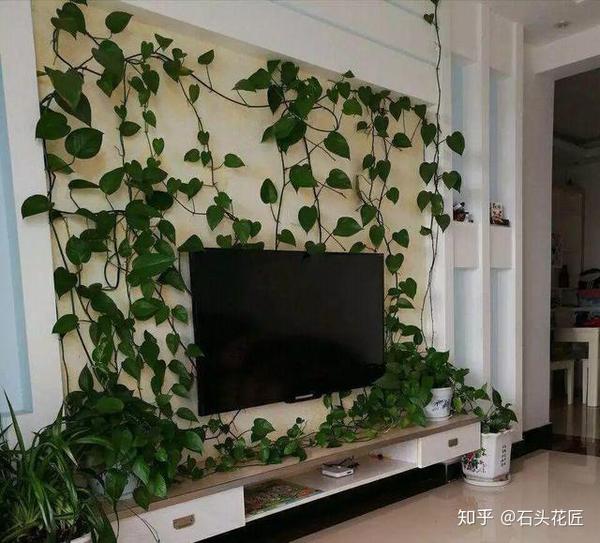 王姨家的绿萝6个月爬满电视墙叶子油绿有光泽