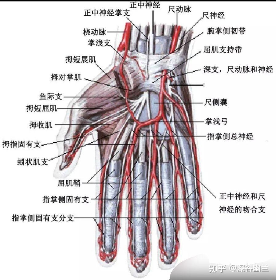 右手解剖图图片
