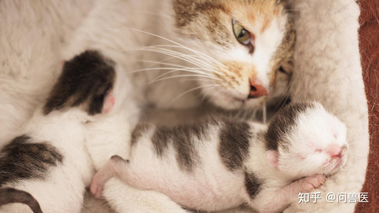 母猫生产后不理小猫怎么办