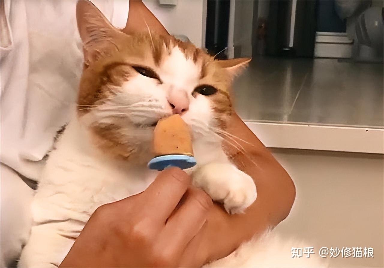 当你在吃东西的时候橘猫会跳上桌偷吃,甚至抢走你的食物那说明橘猫没