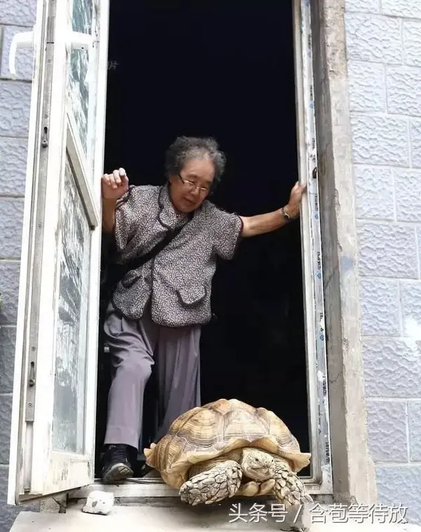 乌龟的外壳像嶙峋的怪石 老奶奶晚年生活有它随同很快乐 大多数自己喜爱的放不下 自己不喜爱的也放不下 - 知乎