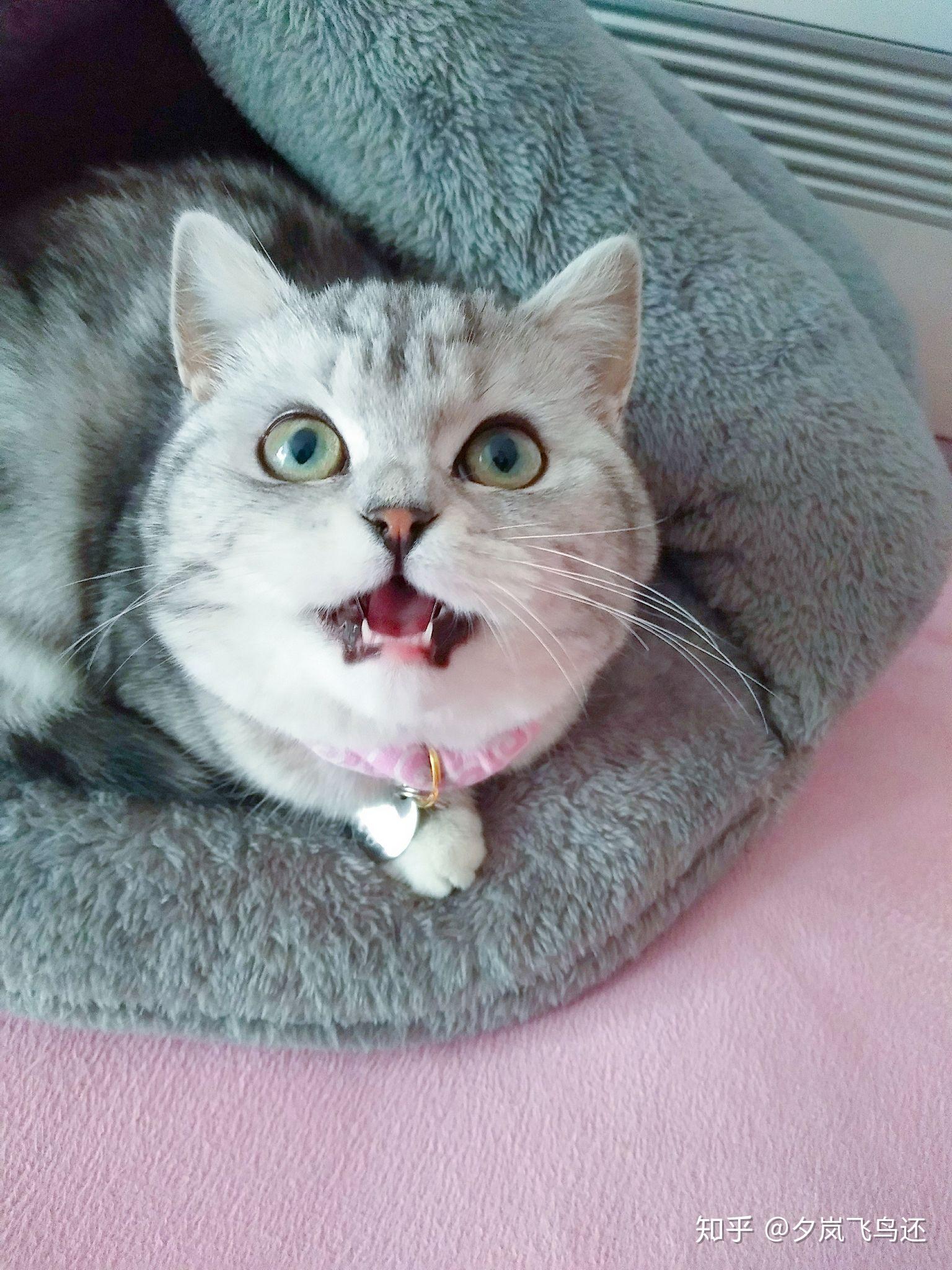 猫咪尴尬期有多尴尬