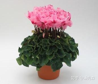 v2-f83043c591b3d6324c9647dd964238d6_b.jpg
