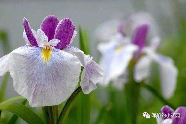 大裙摆的花菖蒲 花园植物 花菖蒲和鸢尾花 双偶网