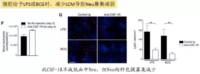 它們就像邊疆的邊防戰士一樣守衛肝臟的周邊環境,當來自於腹腔微生物