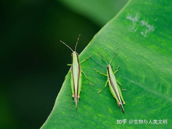 【动物界全系列】剑角蝗科—稻蝗亚科（三）：板角蝗 - 知乎