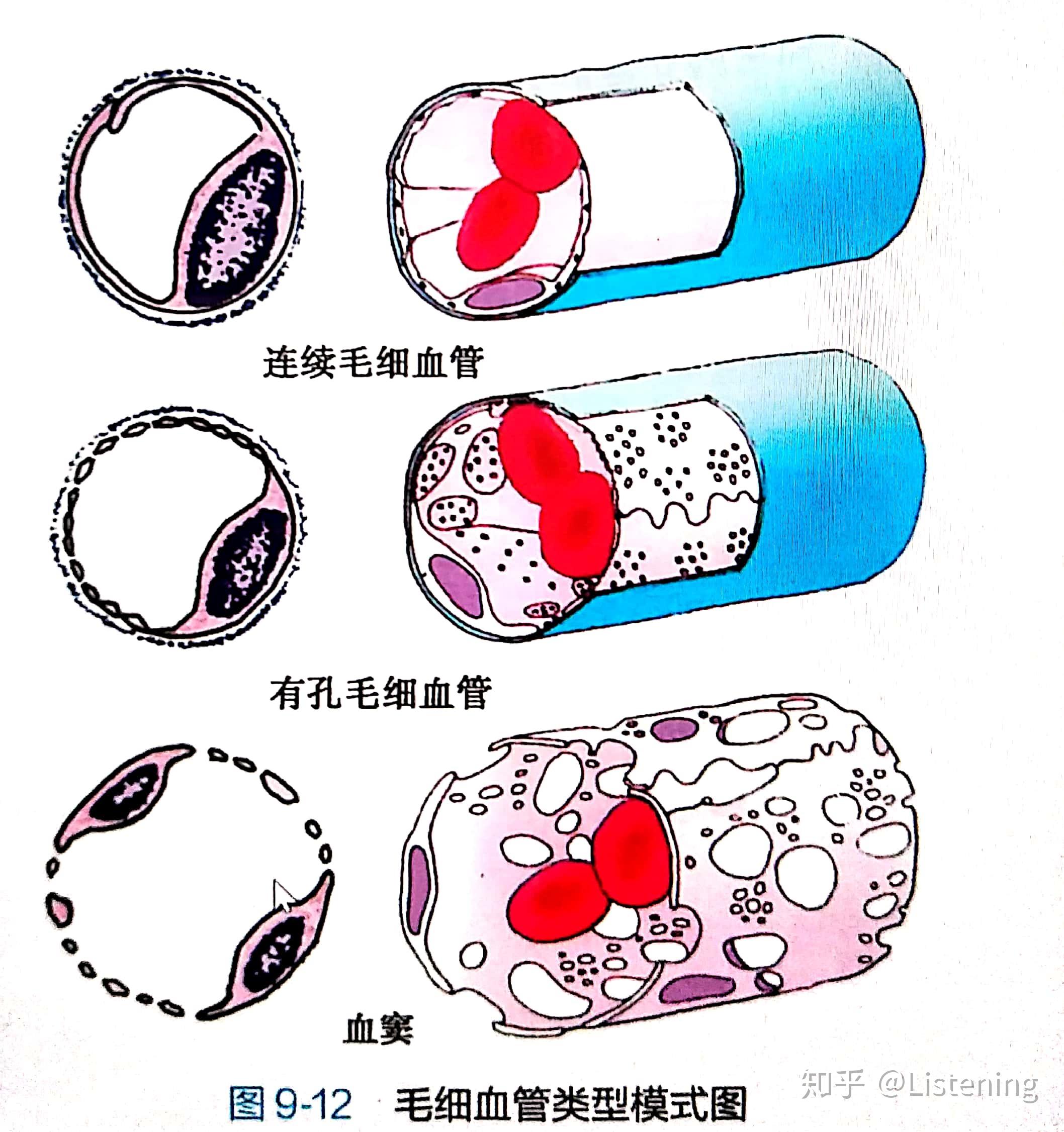 “心血管系统”的组成与结构——高血压1 - 知乎